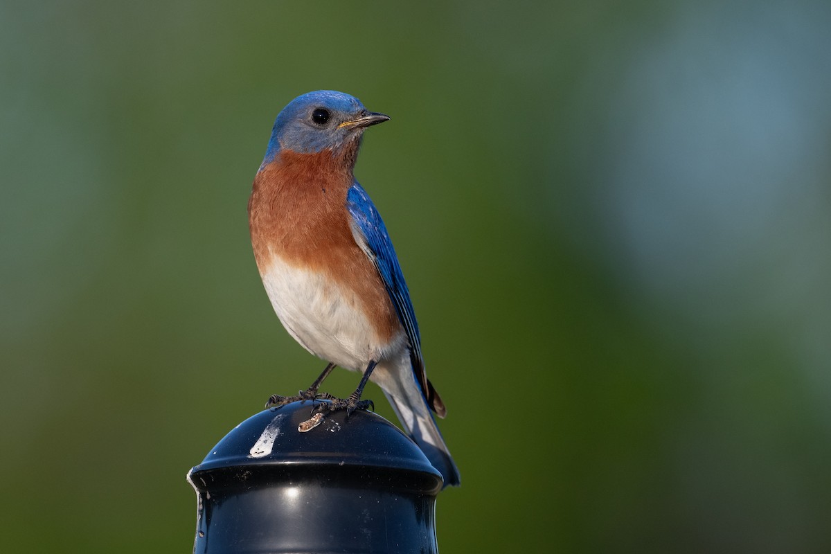 Eastern Bluebird - ML632683442