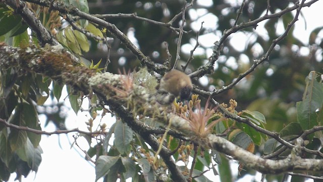 Olivaceous Piculet - ML632683456