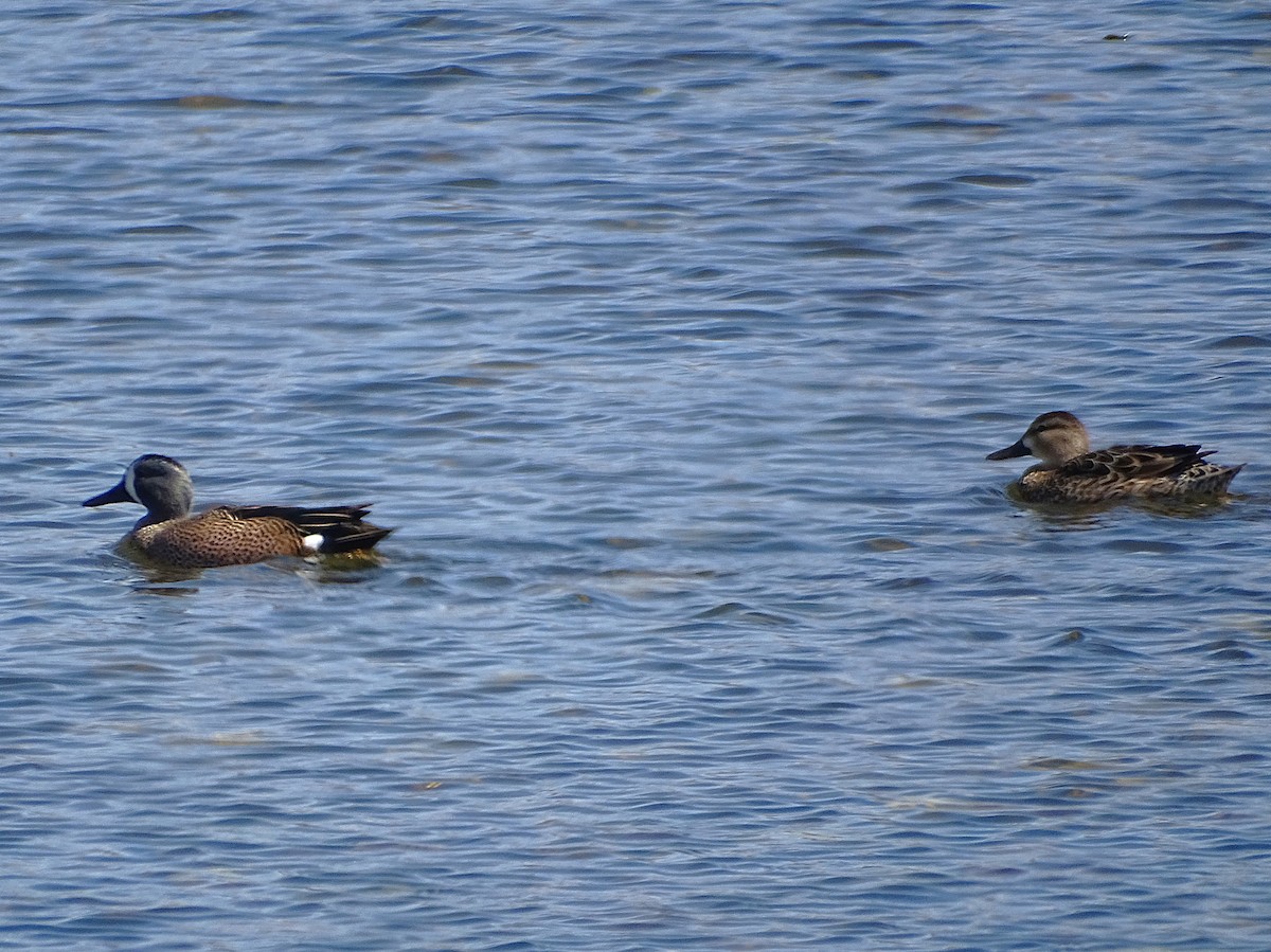 Blue-winged Teal - ML632683473