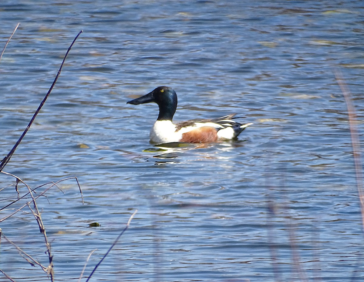 Northern Shoveler - ML632683476