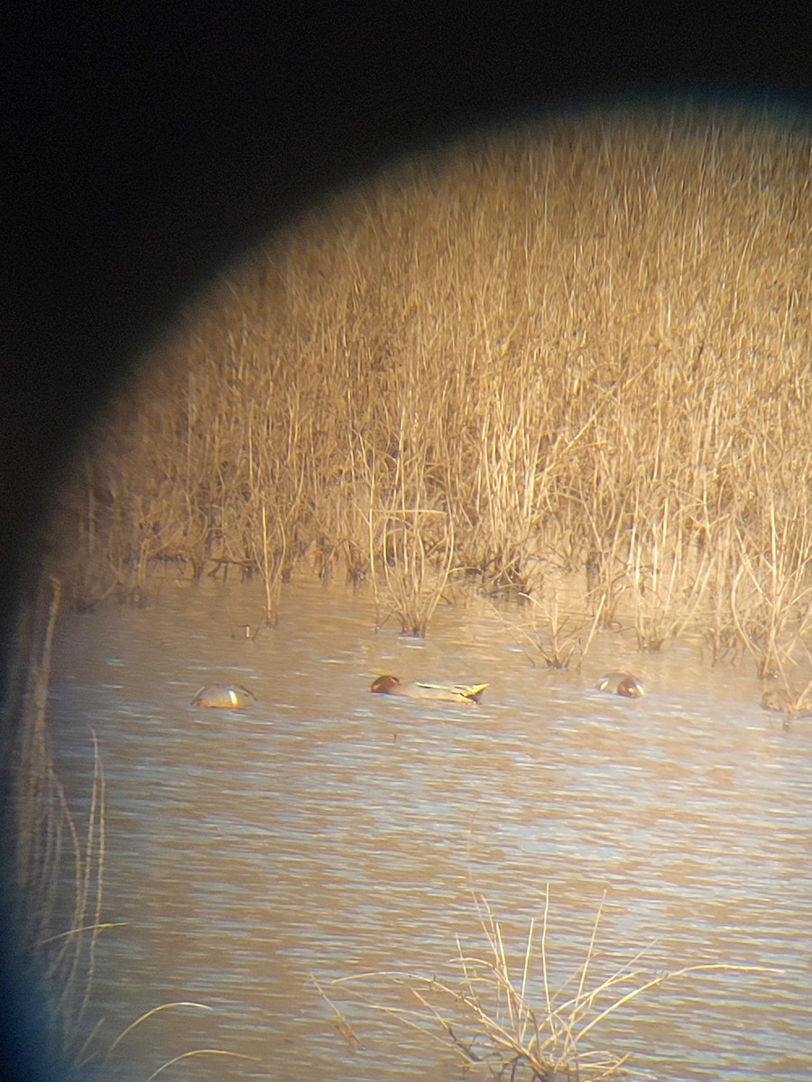 Green-winged Teal (Eurasian) - ML632683491