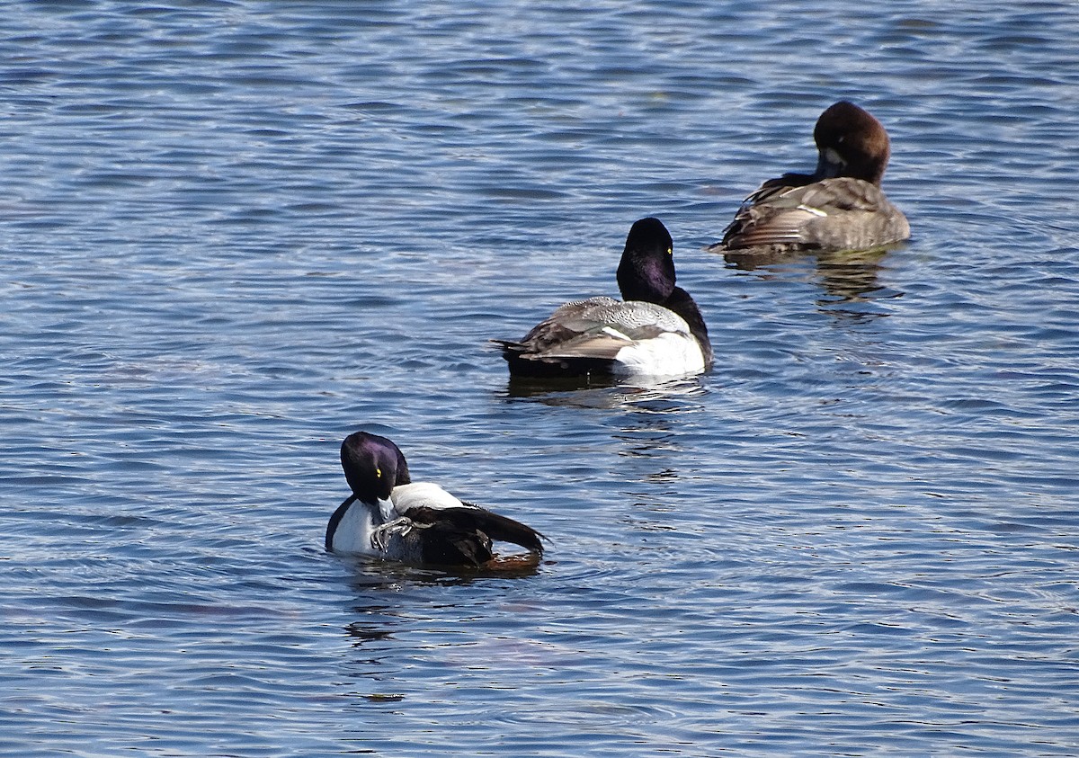 Lesser Scaup - ML632683494
