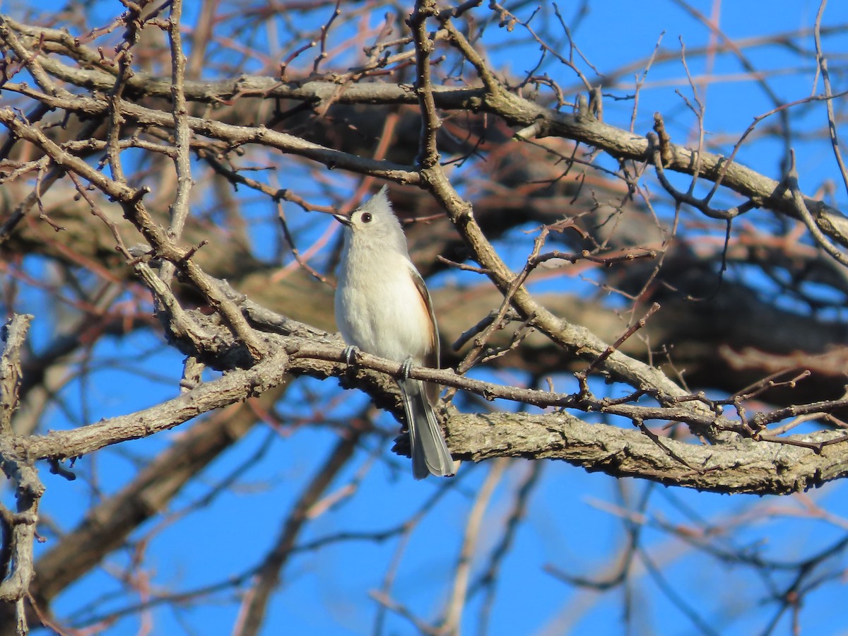 Tufted Titmouse - ML632683514