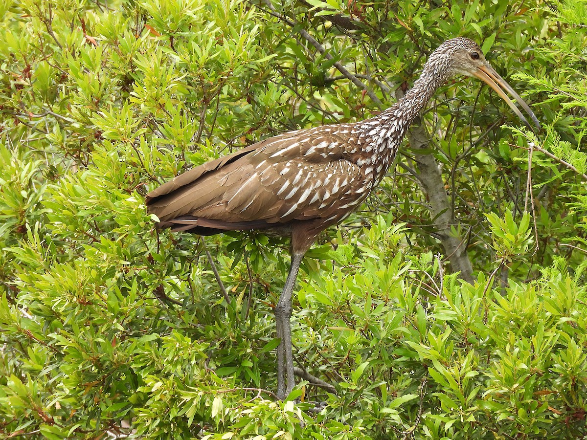 Limpkin - ML632683523