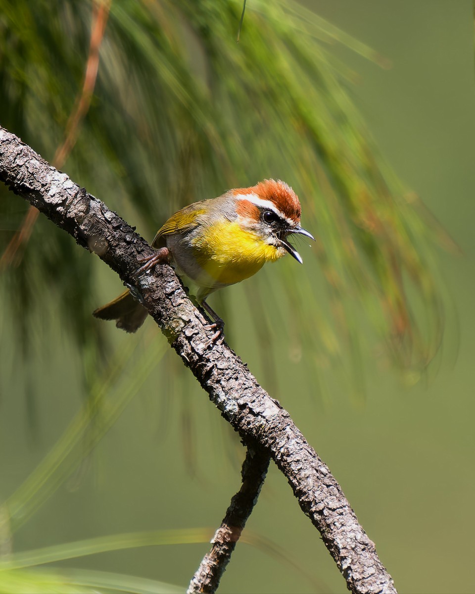 Rufous-capped Warbler (rufifrons Group) - ML632683554