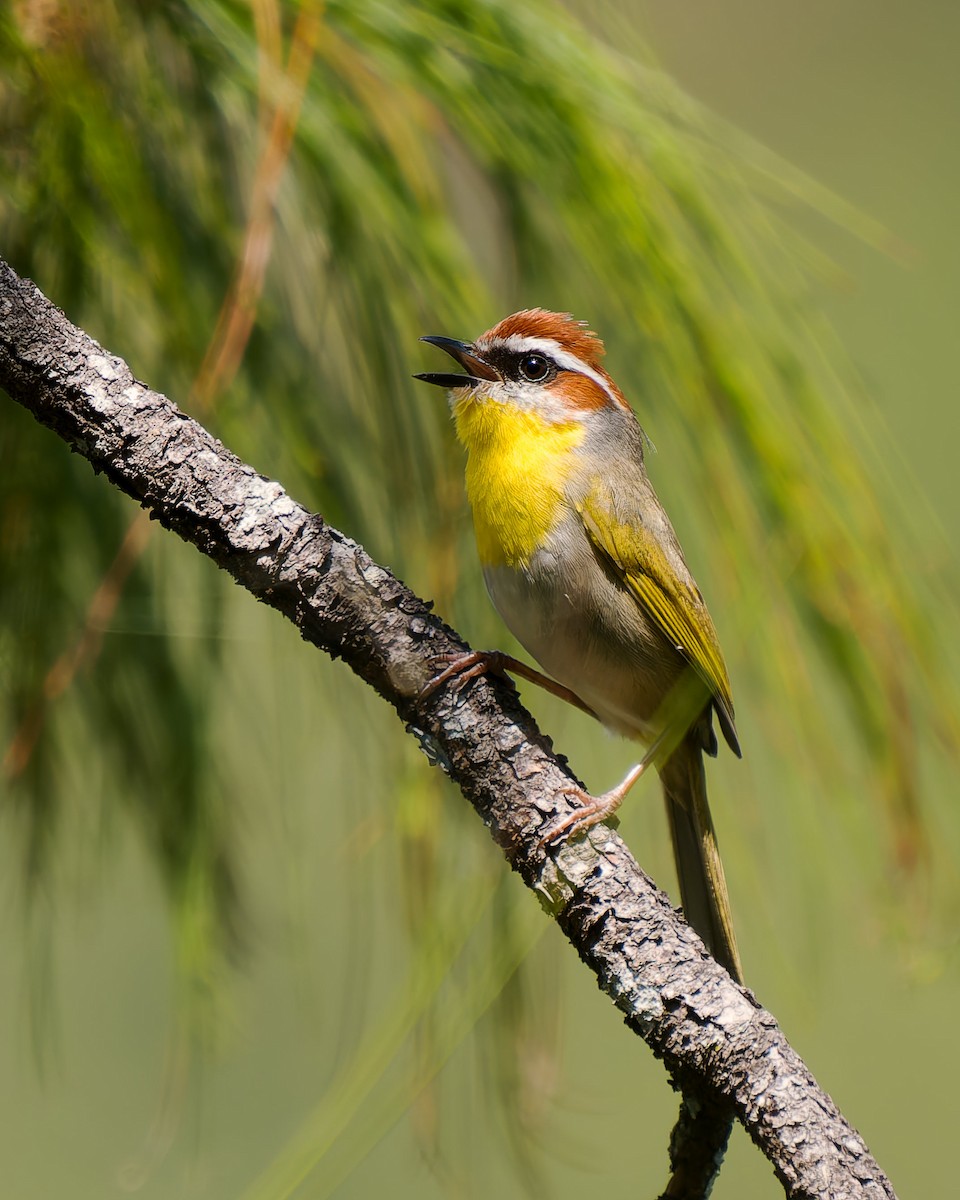 Rufous-capped Warbler (rufifrons Group) - ML632683555