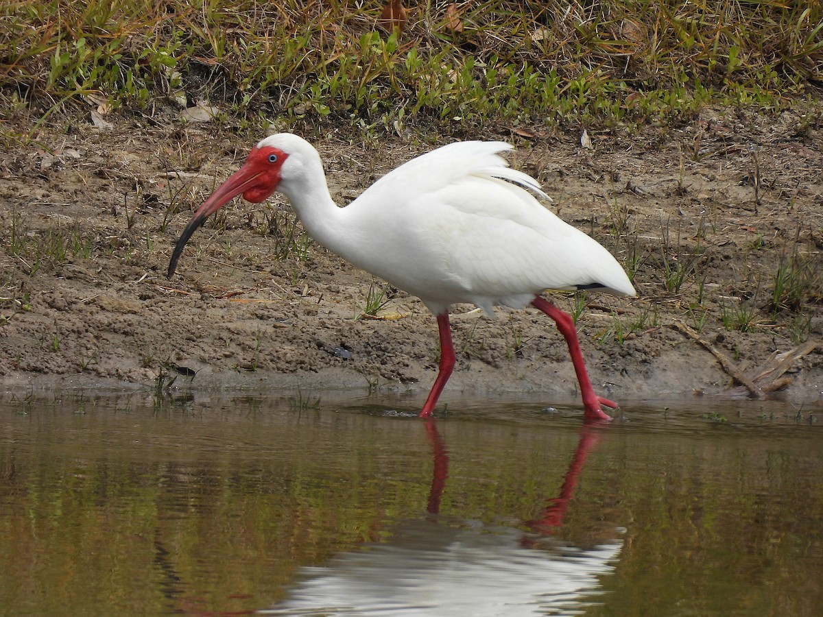 White Ibis - ML632683559