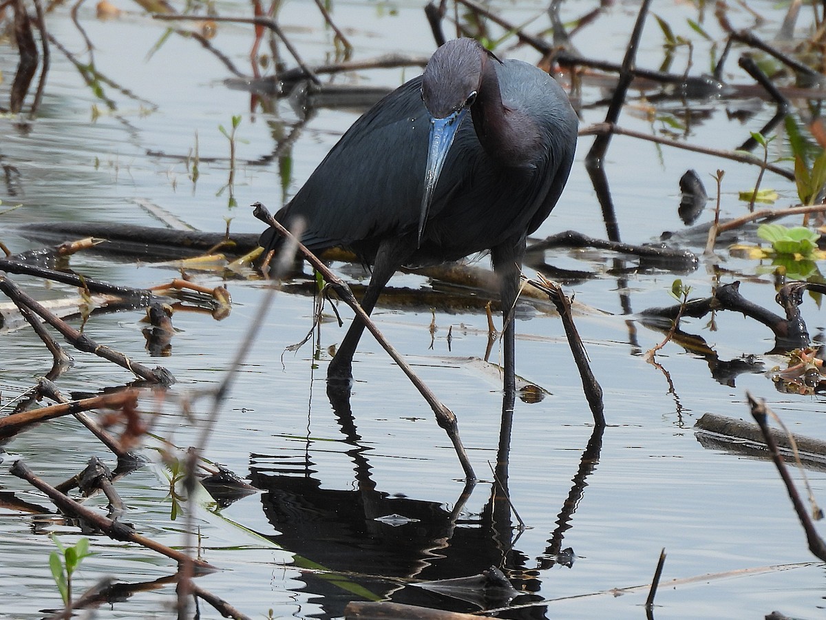 Little Blue Heron - ML632683594