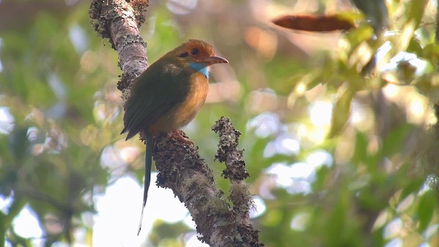 Motmot à gorge bleue - ML632683596
