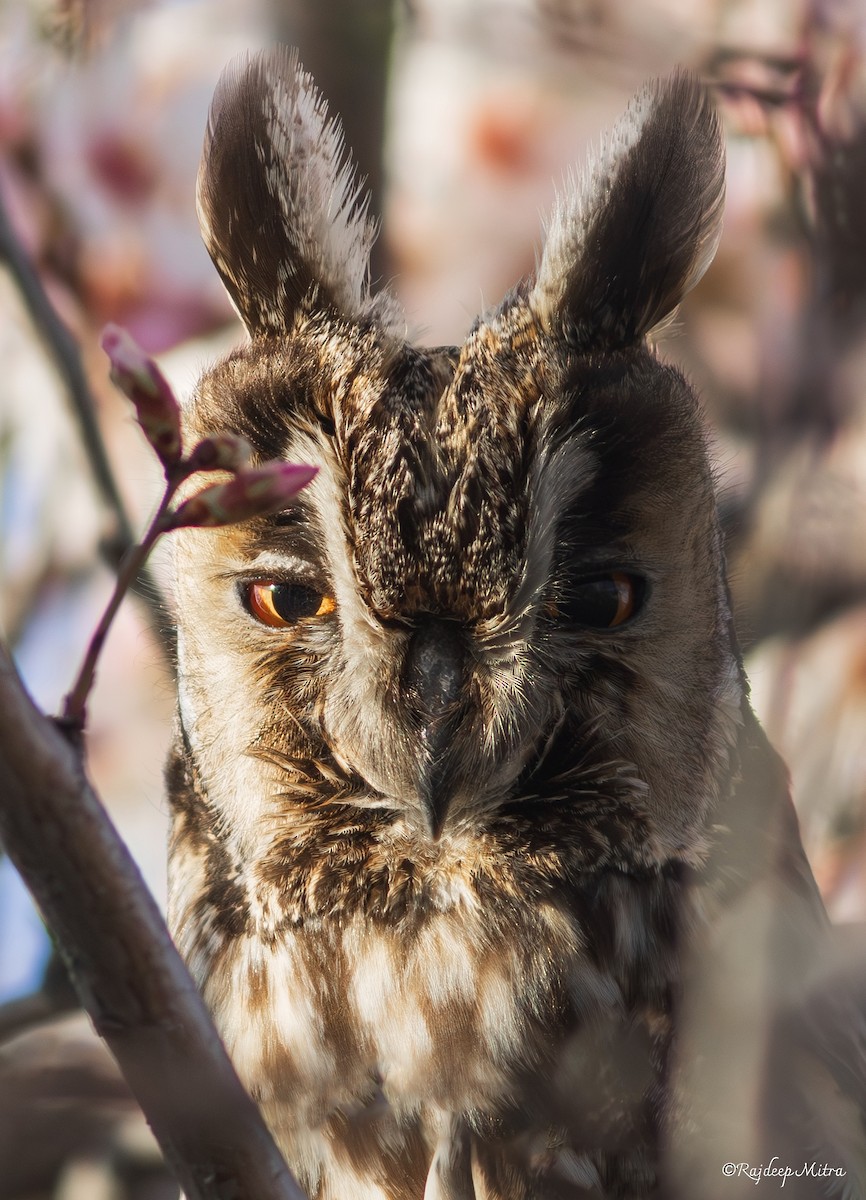 Long-eared Owl - ML632683625