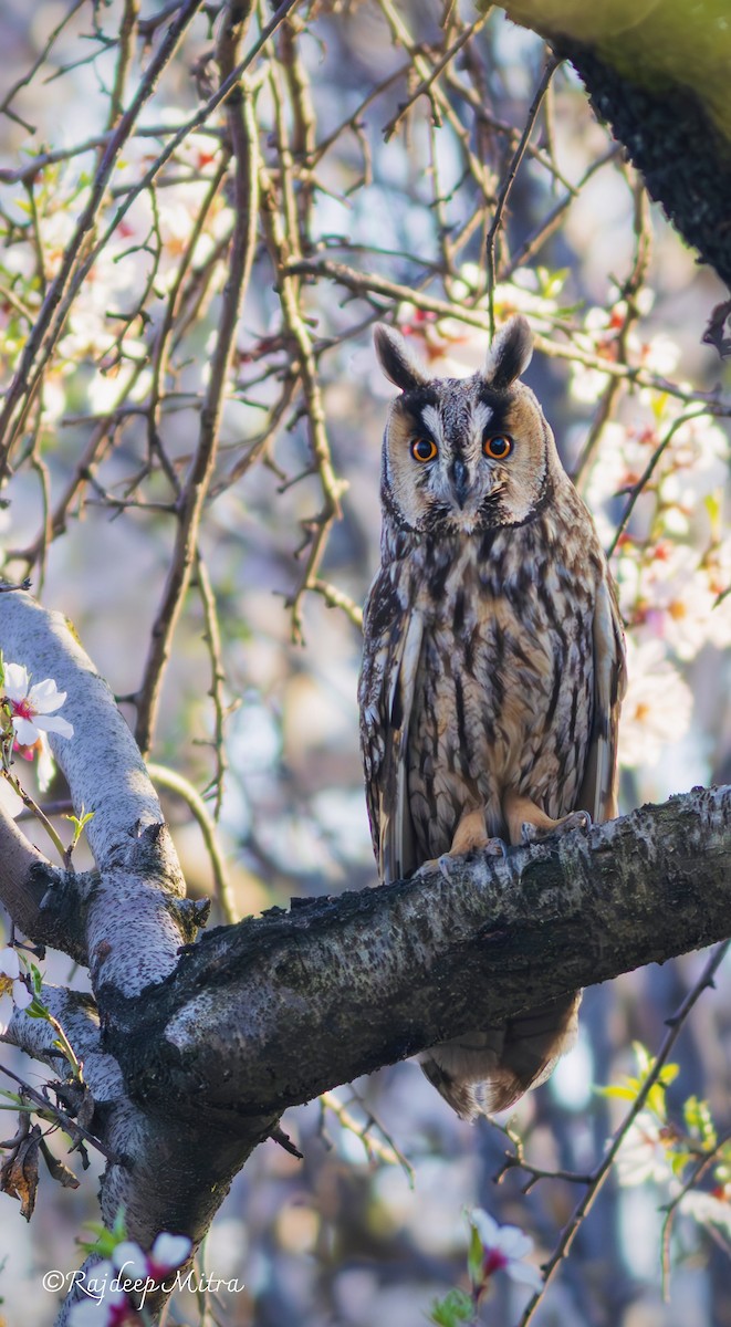 Long-eared Owl - ML632683627
