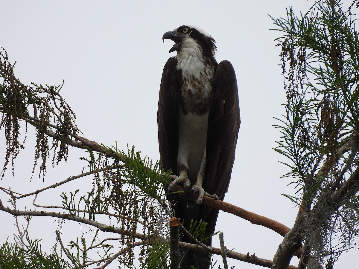 Osprey - ML632683629