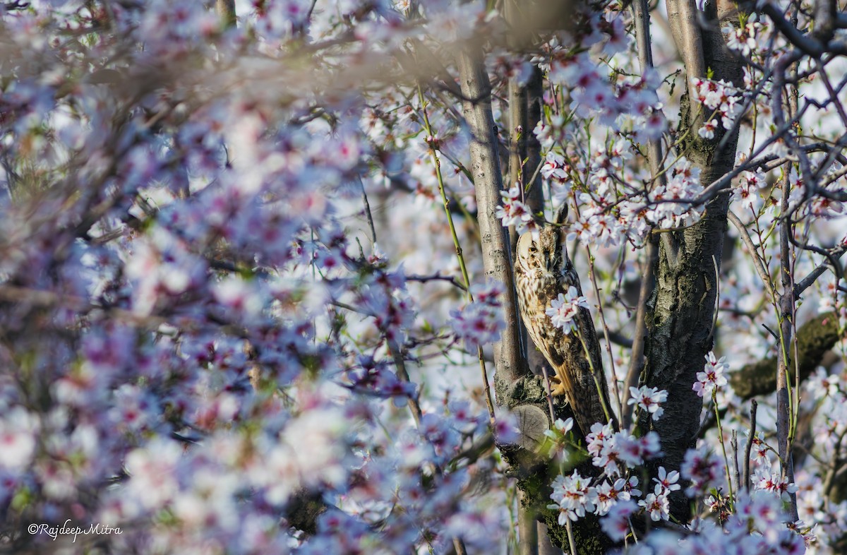 Long-eared Owl - ML632683630