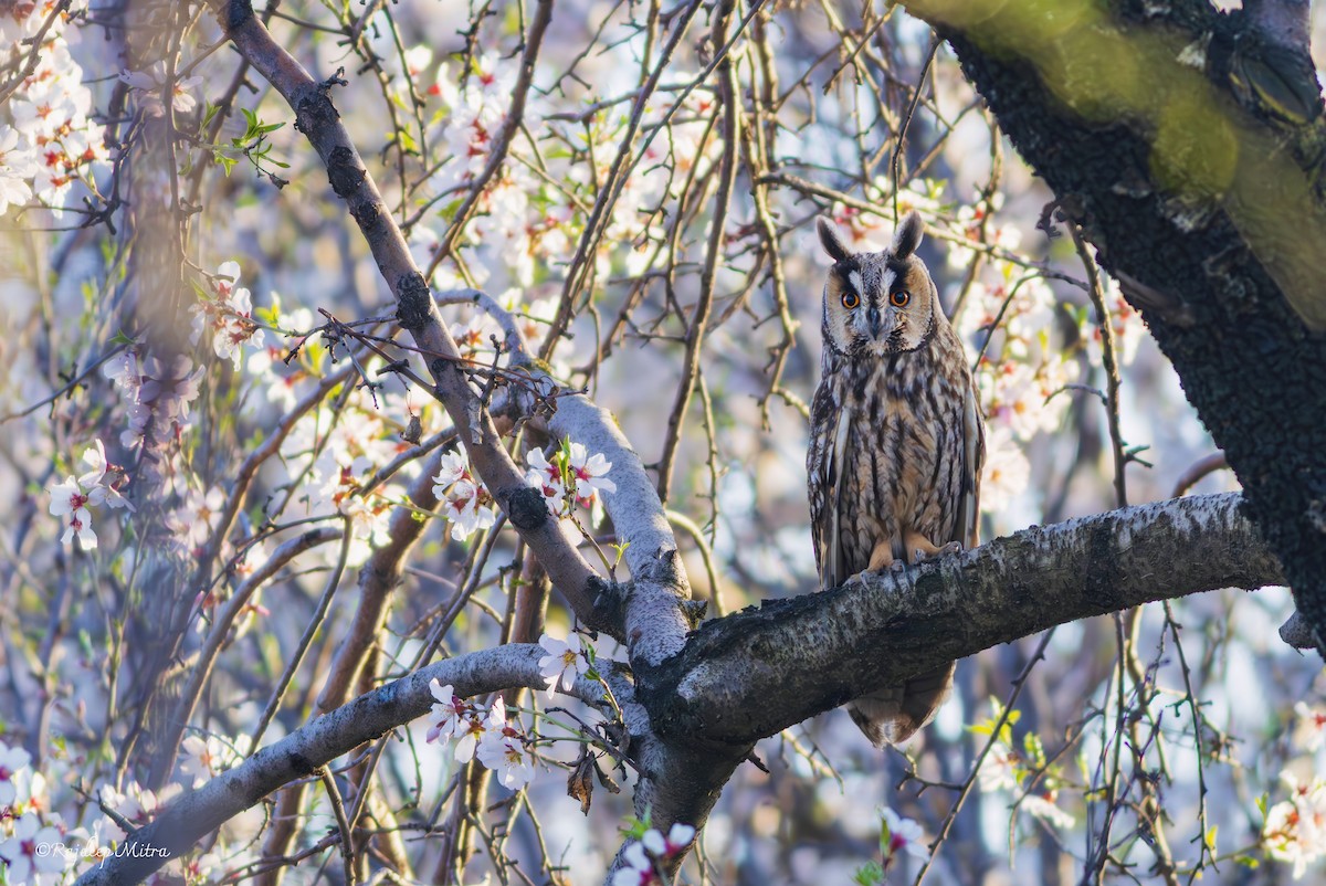 Long-eared Owl - ML632683631