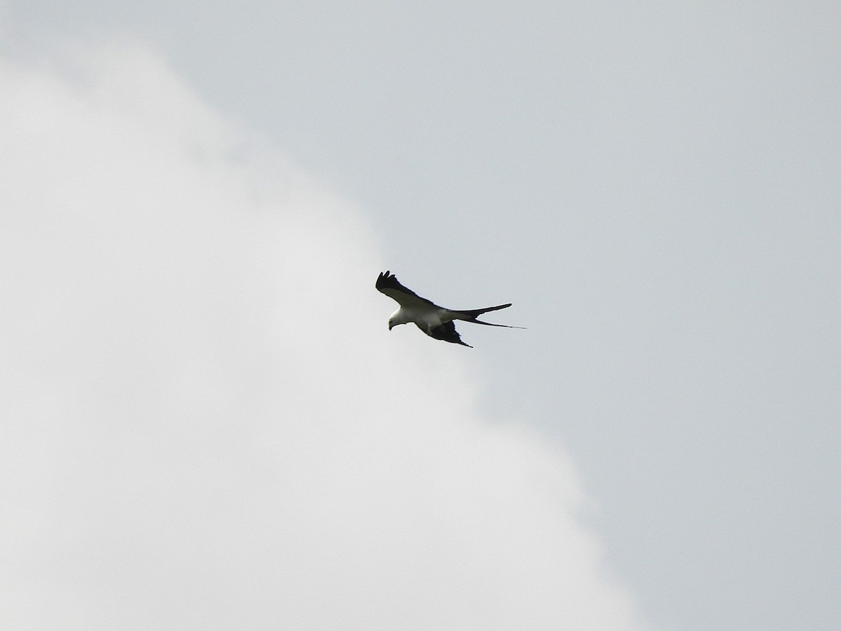 Swallow-tailed Kite - ML632683655