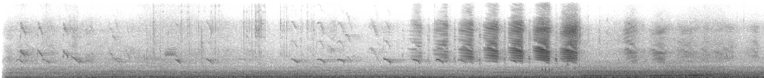 Boat-tailed Grackle - ML632683678