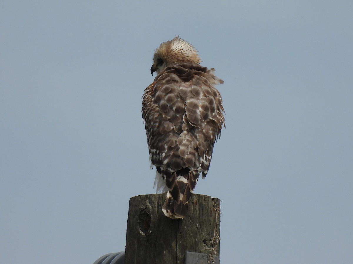 Red-shouldered Hawk - ML632683684