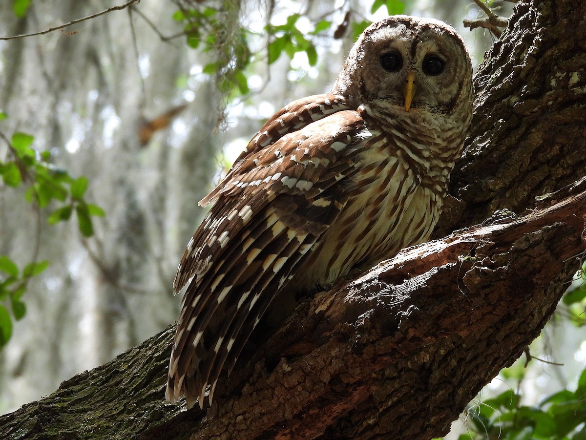 Barred Owl - ML632683745