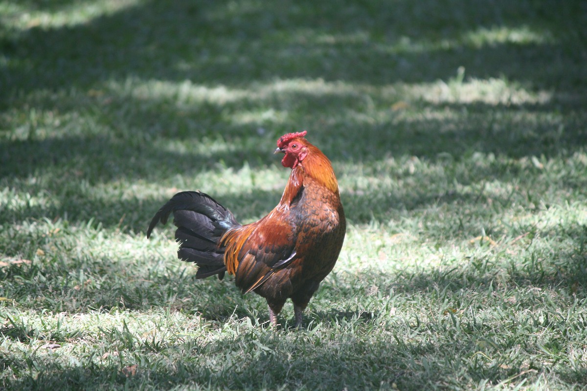 Red Junglefowl (Domestic type) - ML632683762