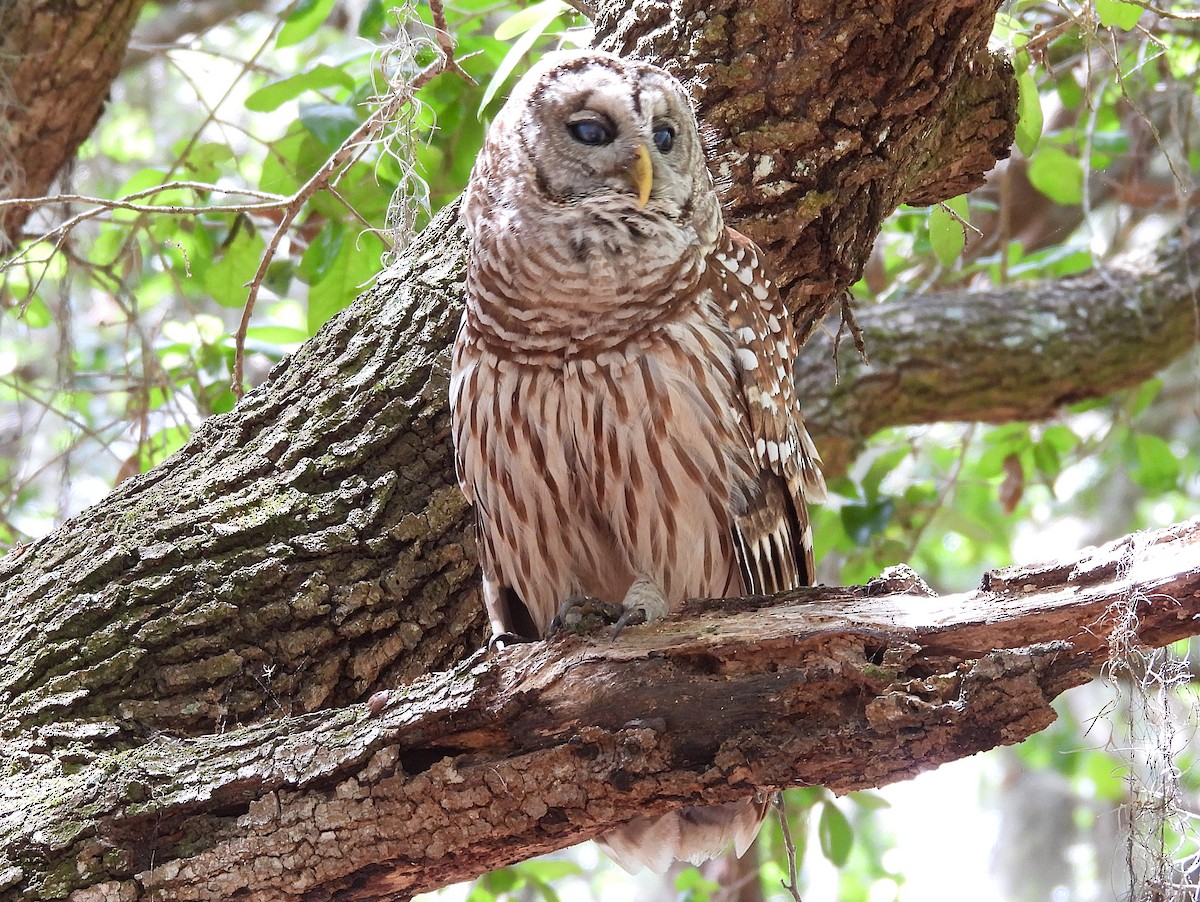 Barred Owl - ML632683765