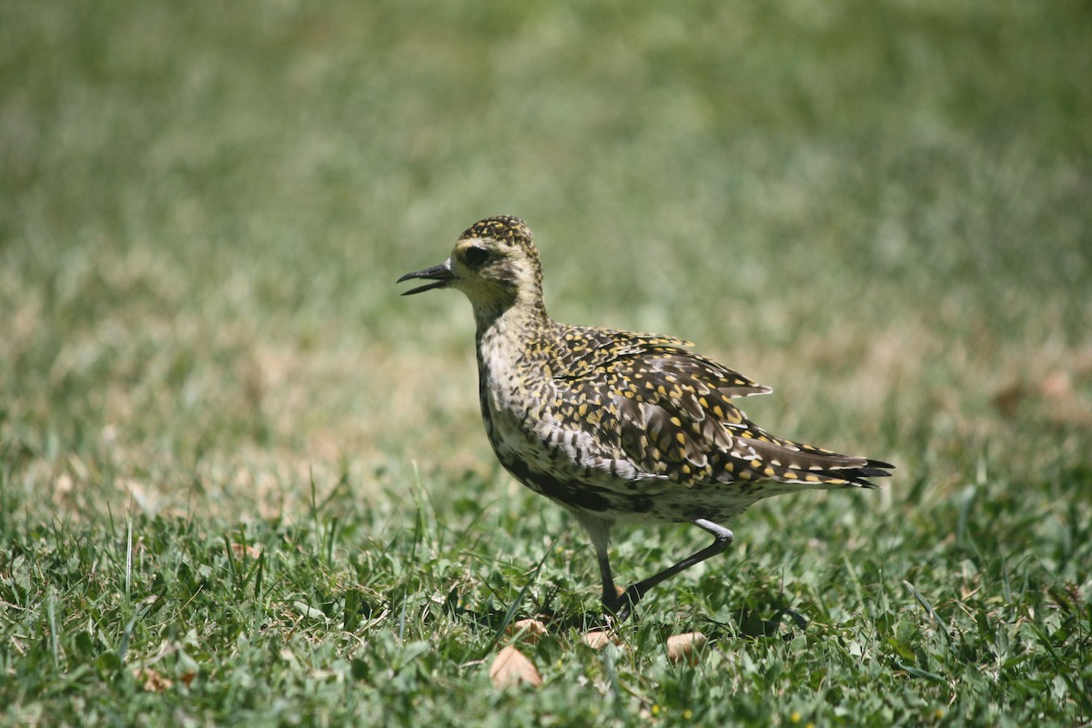Pacific Golden-Plover - ML632683771