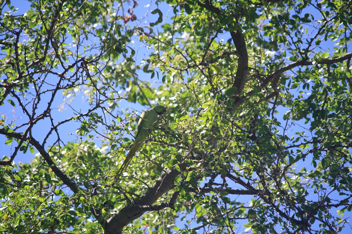 Rose-ringed Parakeet - ML632683775
