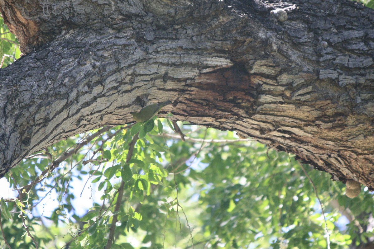 Warbling White-eye - ML632683789