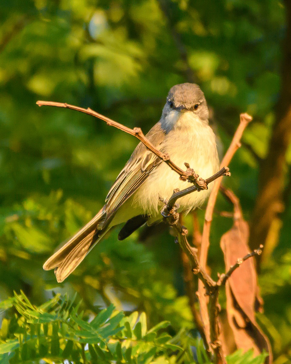 Suiriri Flycatcher - Carlos Rossello