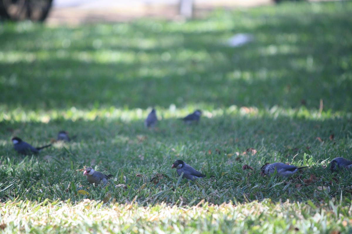 Java Sparrow - ML632683801