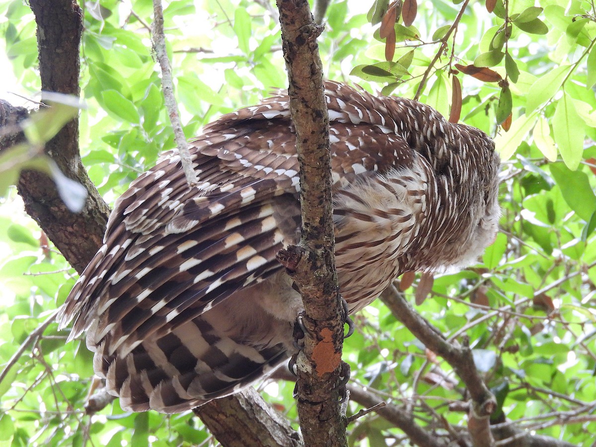 Barred Owl - ML632683804