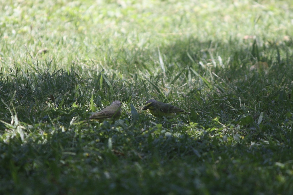 Yellow-fronted Canary - ML632683805
