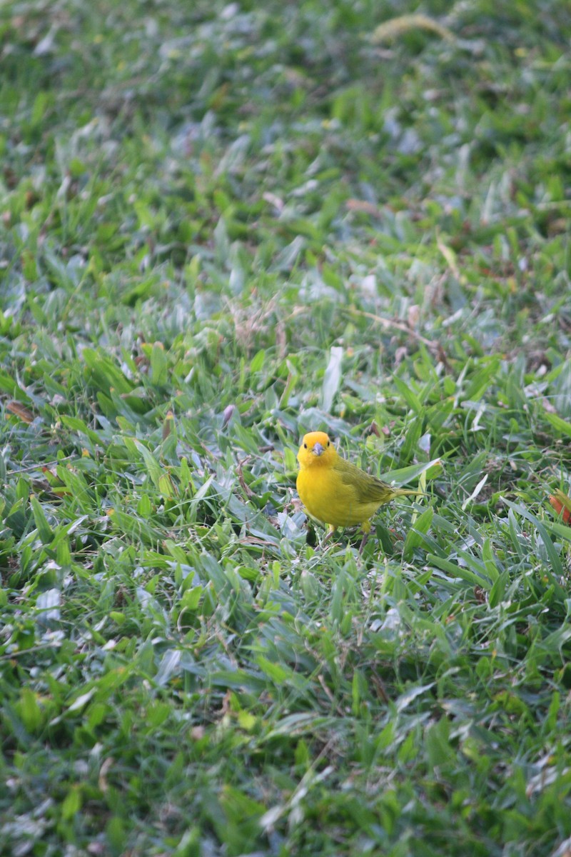 Saffron Finch - ML632683813
