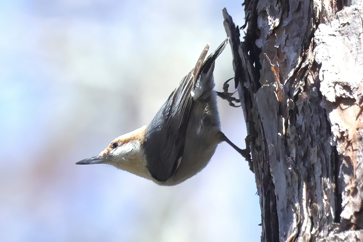 Brown-headed Nuthatch - ML632683846