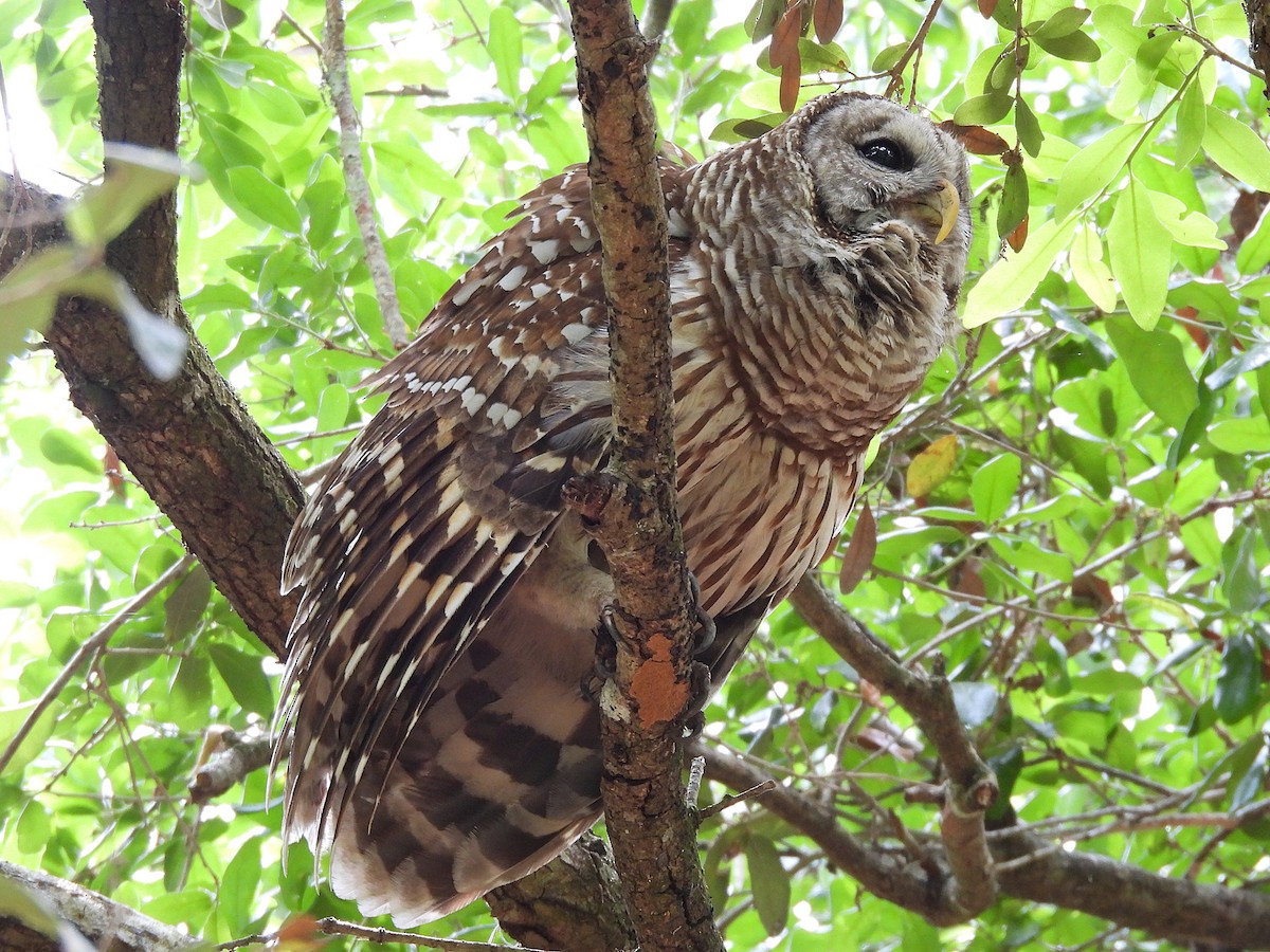 Barred Owl - ML632683859