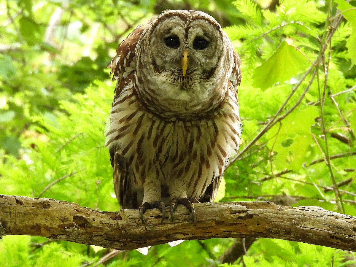 Barred Owl - ML632683874