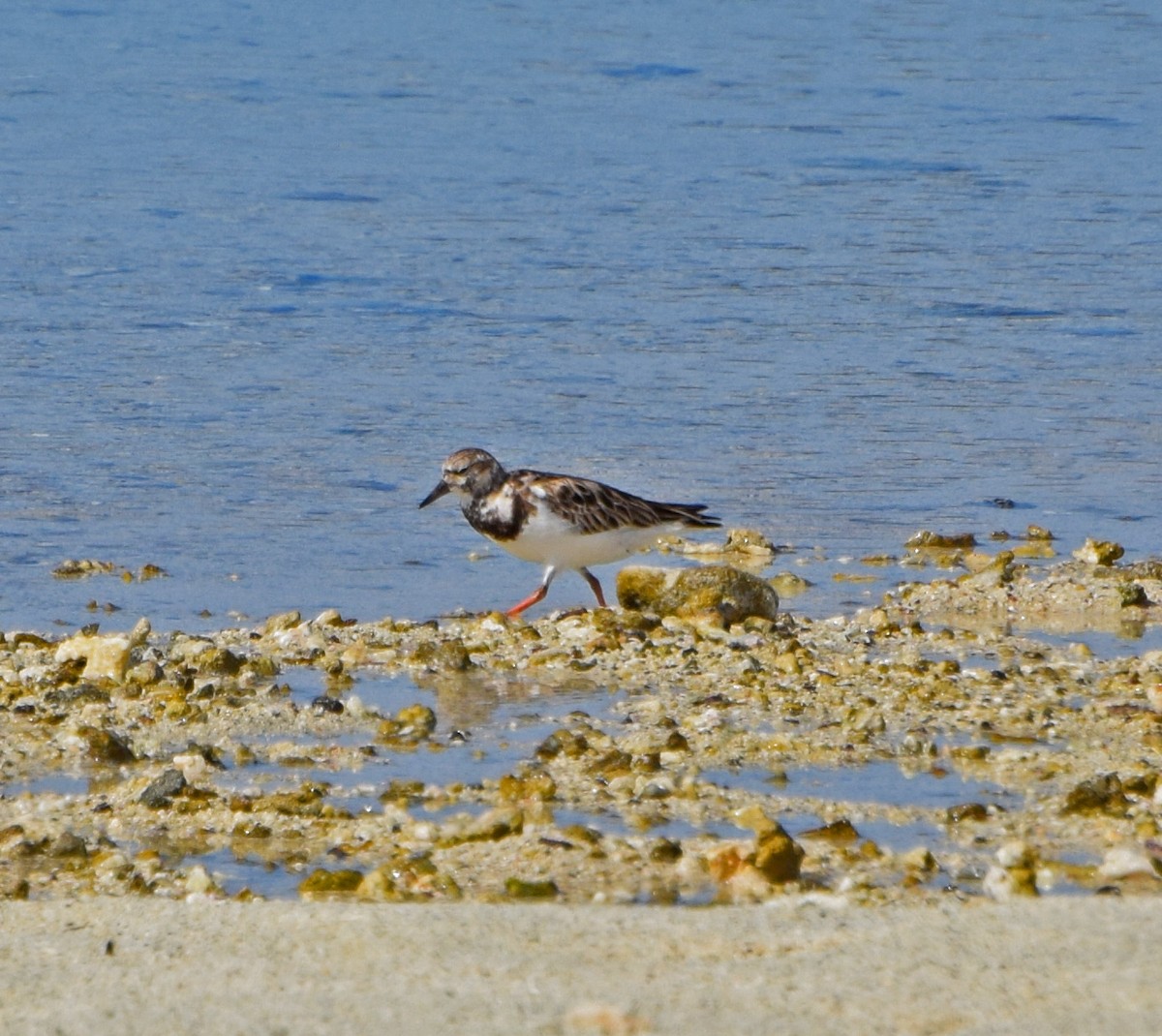 Ruddy Turnstone - John Bruin