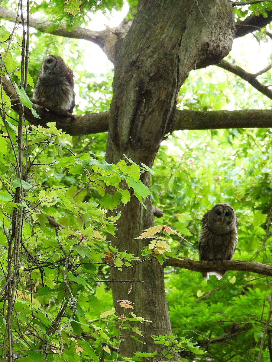 Barred Owl - ML632683919