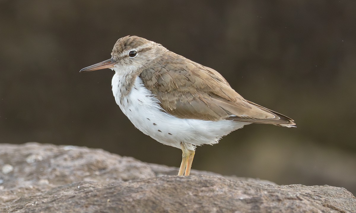Spotted Sandpiper - ML632684188