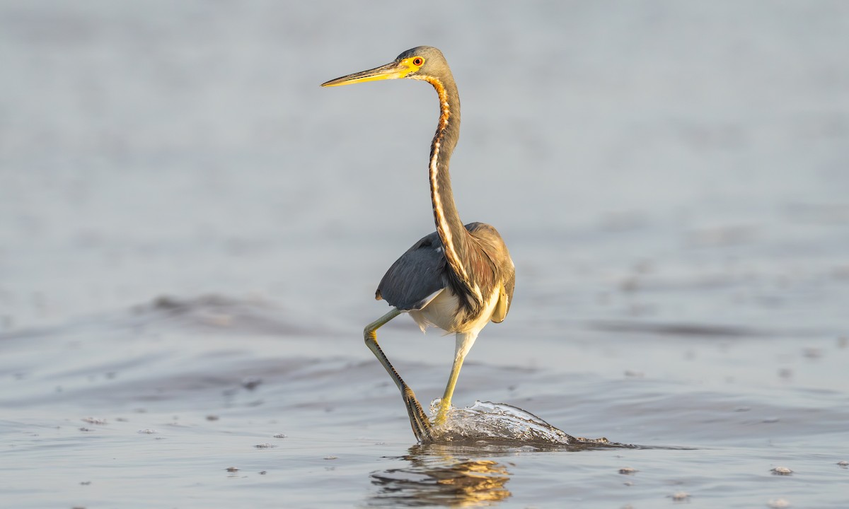 Tricolored Heron - ML632684203