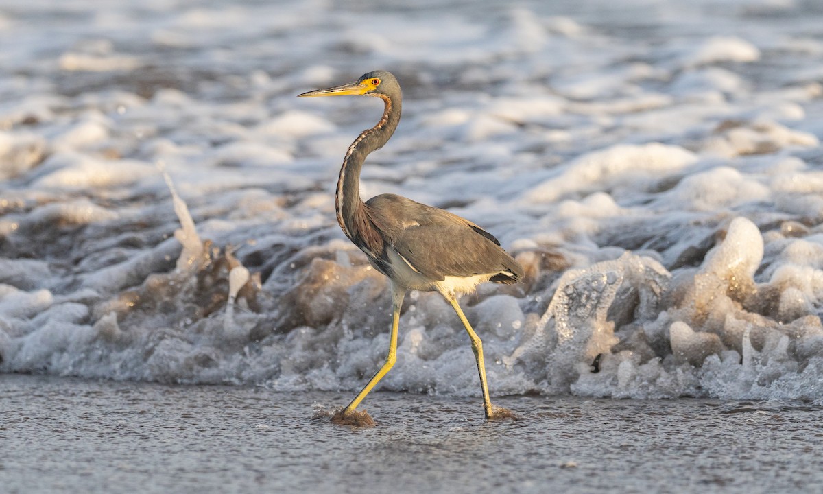 Tricolored Heron - ML632684208