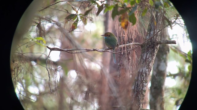 Motmot à gorge bleue - ML632684343