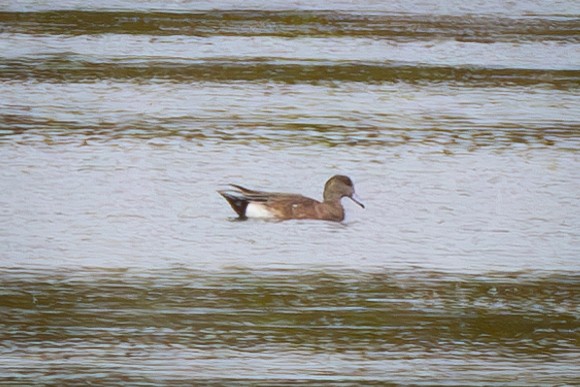 American Wigeon - ML632684353
