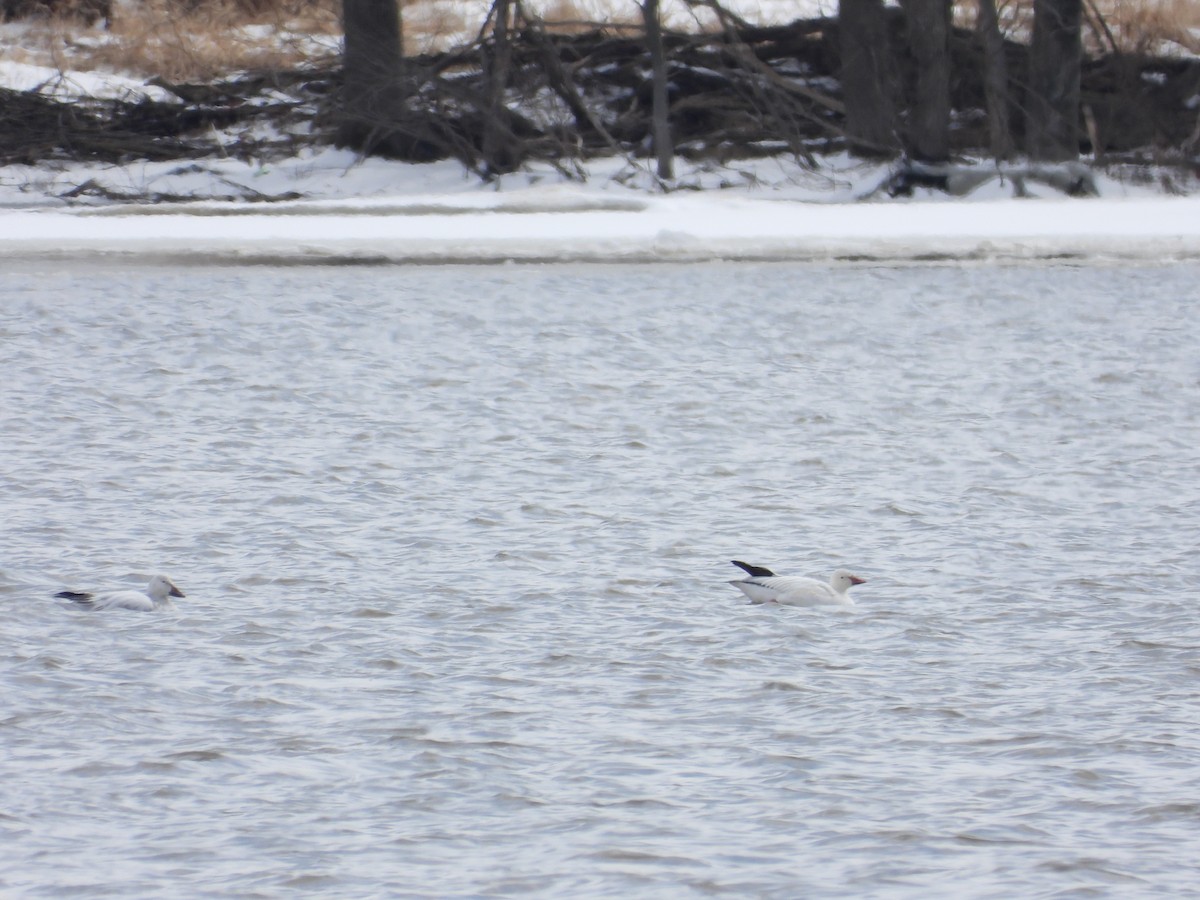 Snow Goose - ML632684470