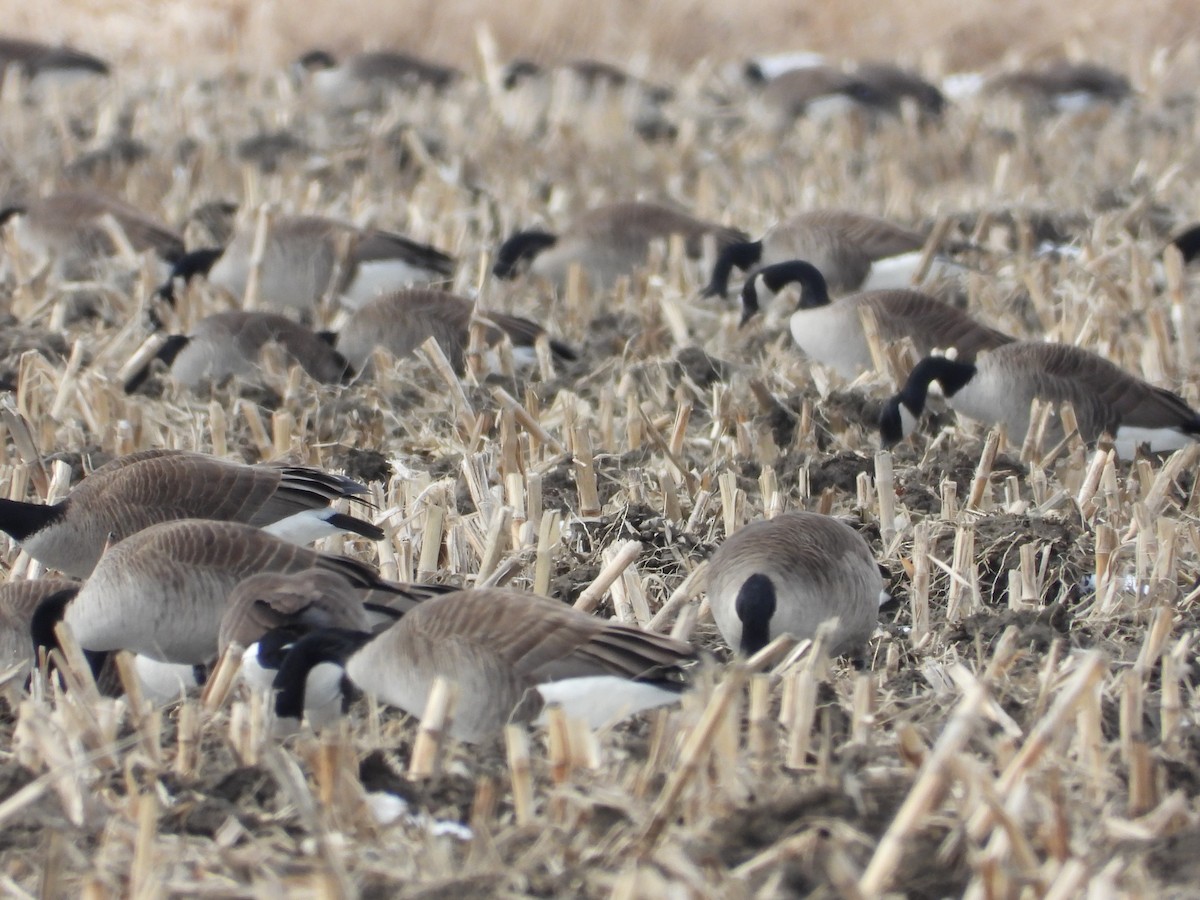 Canada Goose - ML632684473
