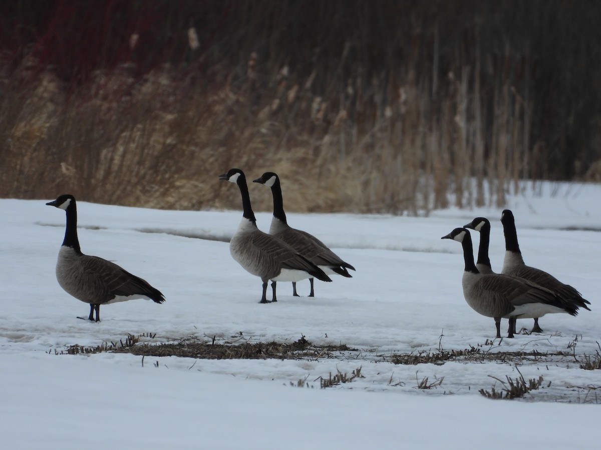 Canada Goose - ML632684477
