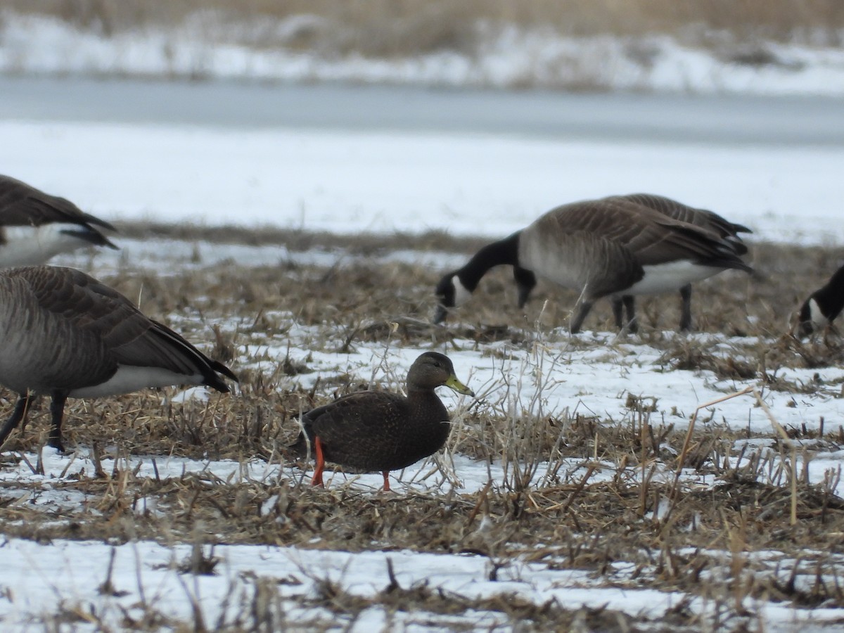 American Black Duck - ML632684495