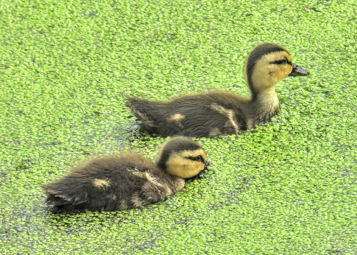 Indian Spot-billed Duck - ML632684520
