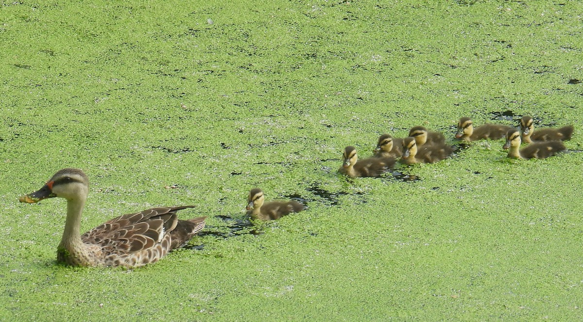Indian Spot-billed Duck - ML632684521