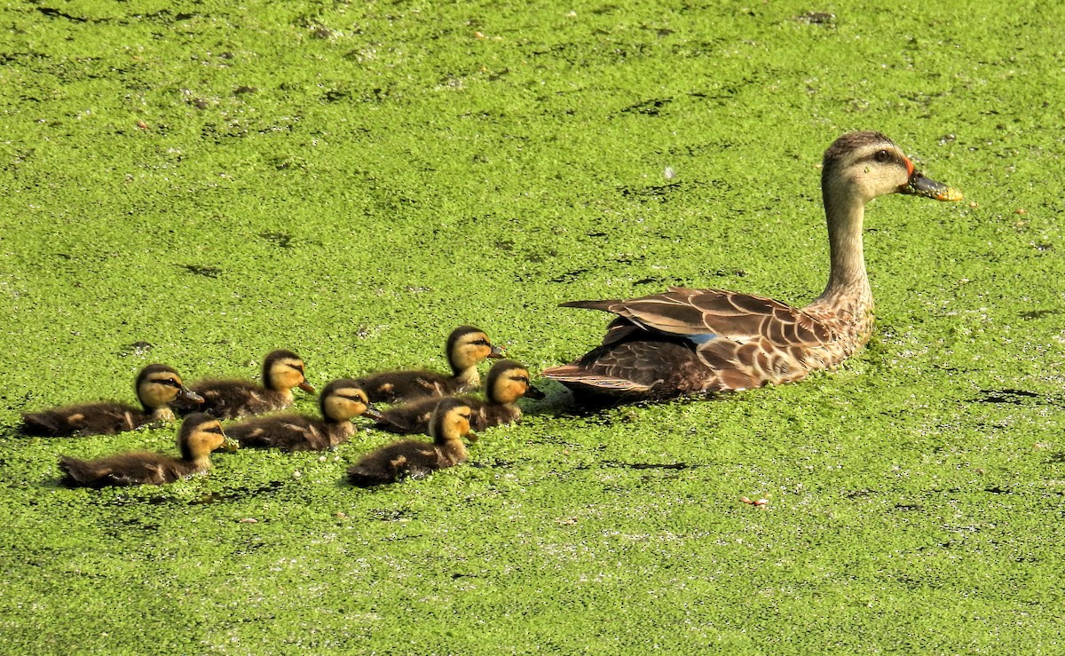 Indian Spot-billed Duck - ML632684523