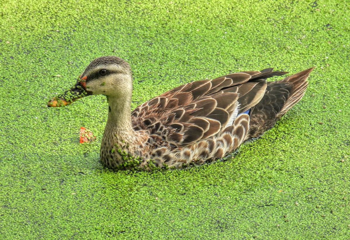 Indian Spot-billed Duck - ML632684524